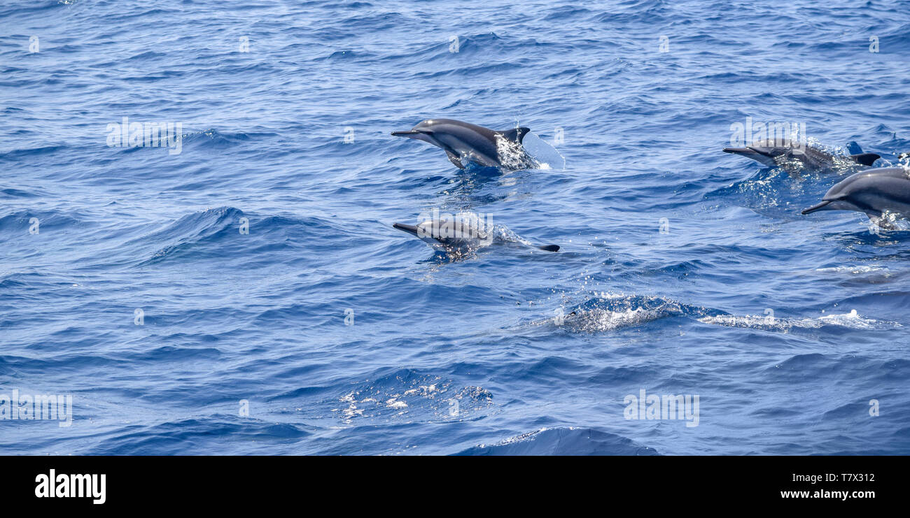 Un gruppo di delfini oceanici visto in Sri Lanka Foto Stock