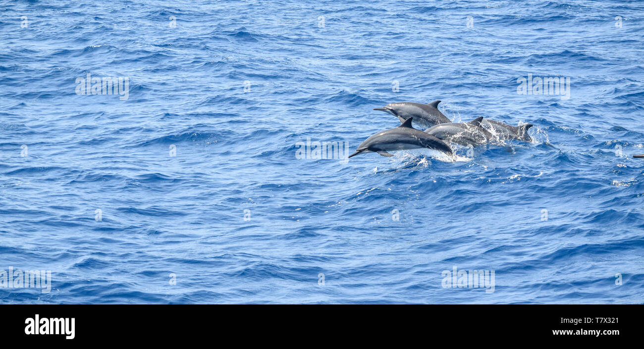Un gruppo di delfini oceanici visto in Sri Lanka Foto Stock
