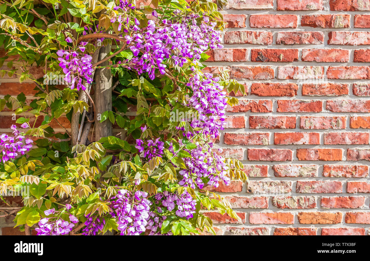 Il glicine viola fioritura delle piante. Muro di mattoni in background. Foto Stock