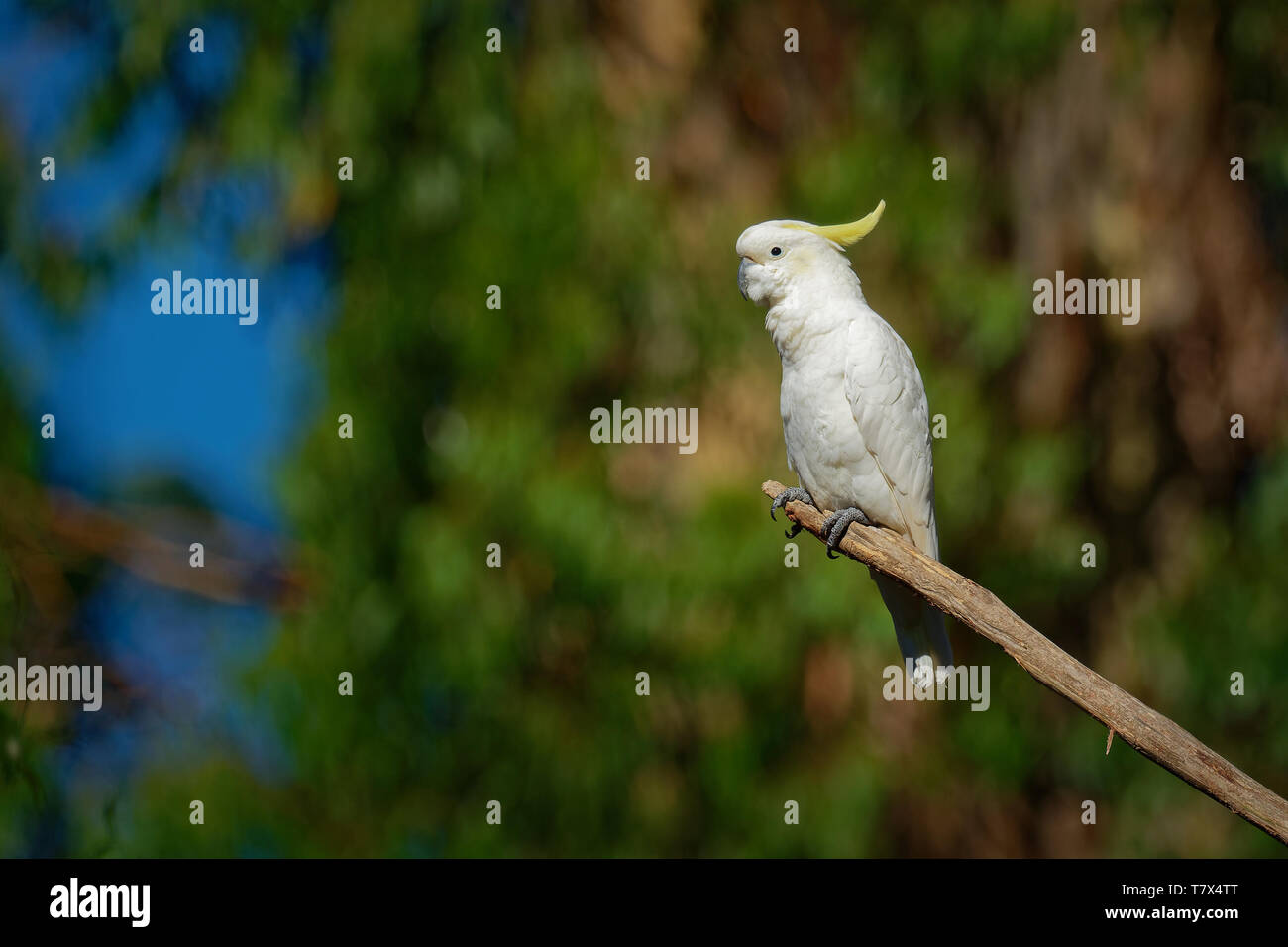 Cacatua galerita - zolfo-crested Cockatoo seduta sul ramo in Australia. Grande bianco e giallo cacatua con sfondo verde. Foto Stock