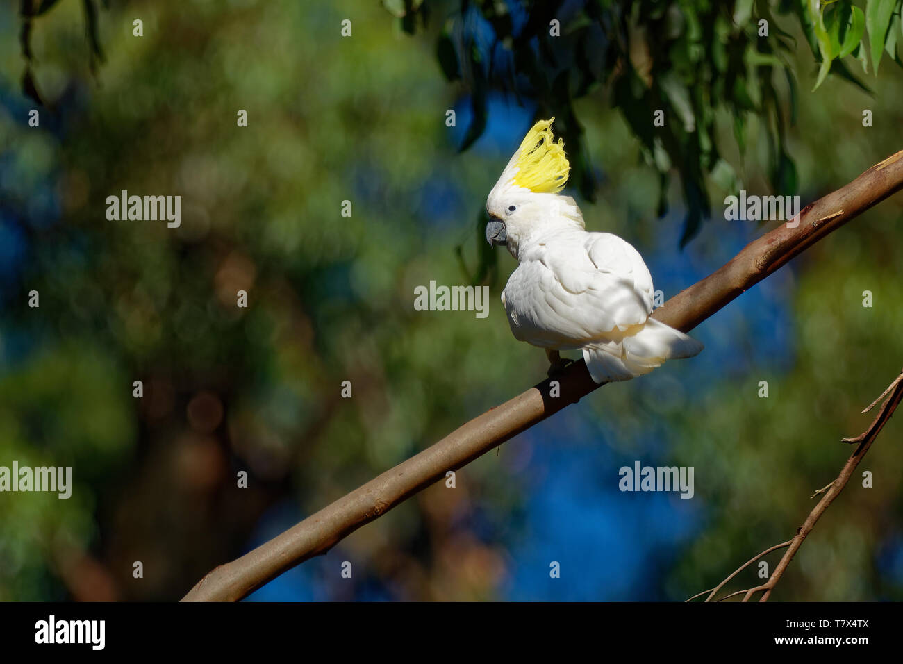 Cacatua galerita - zolfo-crested Cockatoo seduta sul ramo in Australia. Grande bianco e giallo cacatua con sfondo verde. Foto Stock