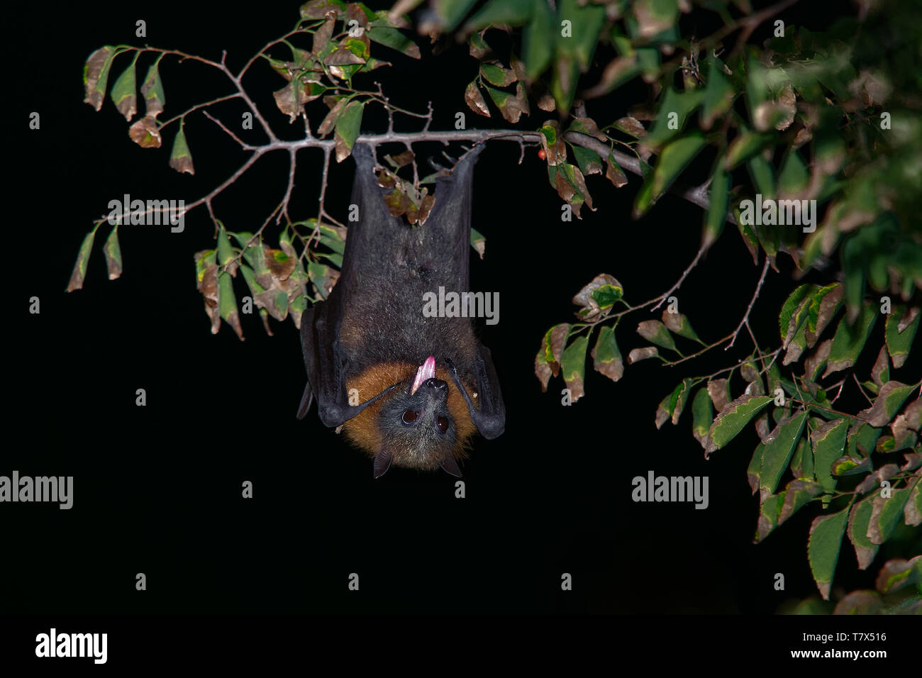 Pteropus poliocephalus - a testa grigia Flying Fox in serata, volare lontano dal sito di giorno e di alimentazione sui frutti, che pendono verso il basso sul ramo. Foto Stock