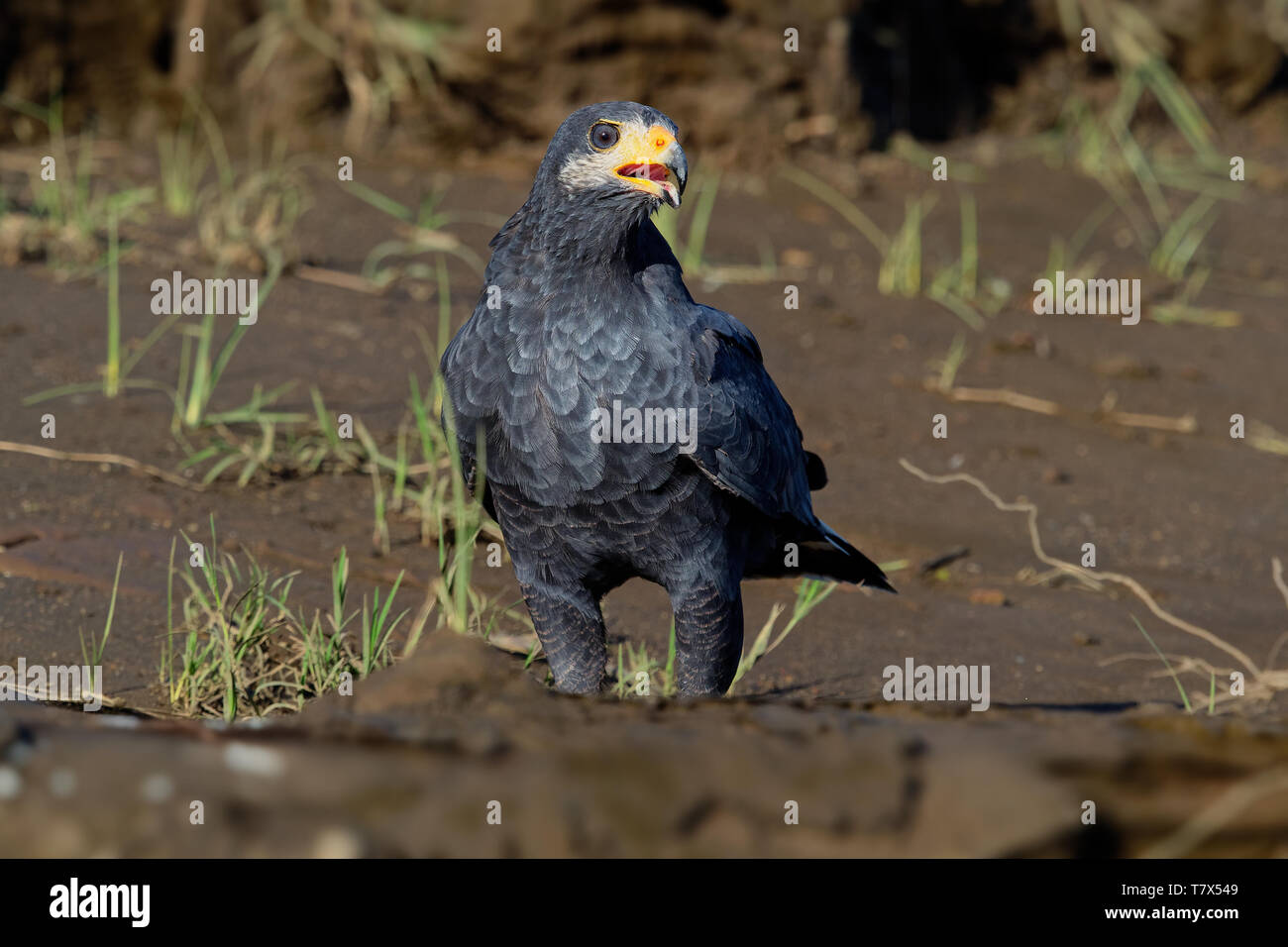 Comune di Black Hawk - Buteogallus anthracinus un uccello da preda nella famiglia Accipitridae, precedentemente incluso il cubano Black Hawk (Buteogallus gundlachii Foto Stock