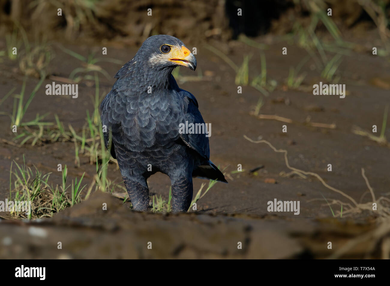 Comune di Black Hawk - Buteogallus anthracinus un uccello da preda nella famiglia Accipitridae, precedentemente incluso il cubano Black Hawk (Buteogallus gundlachii Foto Stock