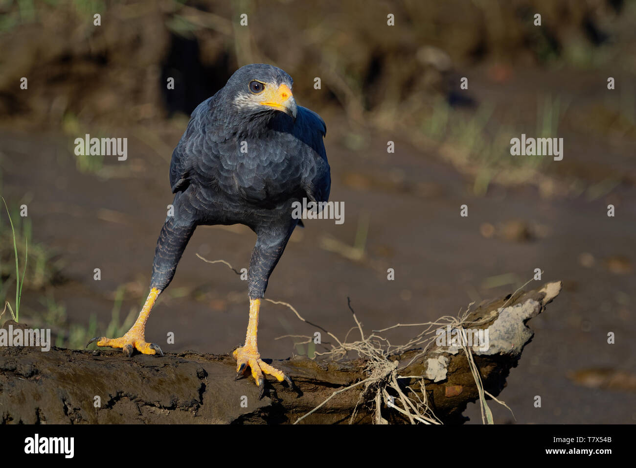 Comune di Black Hawk - Buteogallus anthracinus un uccello da preda nella famiglia Accipitridae, precedentemente incluso il cubano Black Hawk (Buteogallus gundlachii Foto Stock