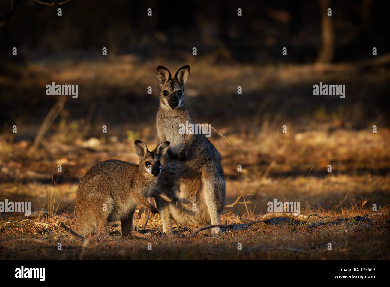 Il Bennett's wallaby - Macropus rufogriseus - rosso-un wallaby dal collo di medie dimensioni macropod marsupiale, comune in più parti moderate di Australi orientale Foto Stock