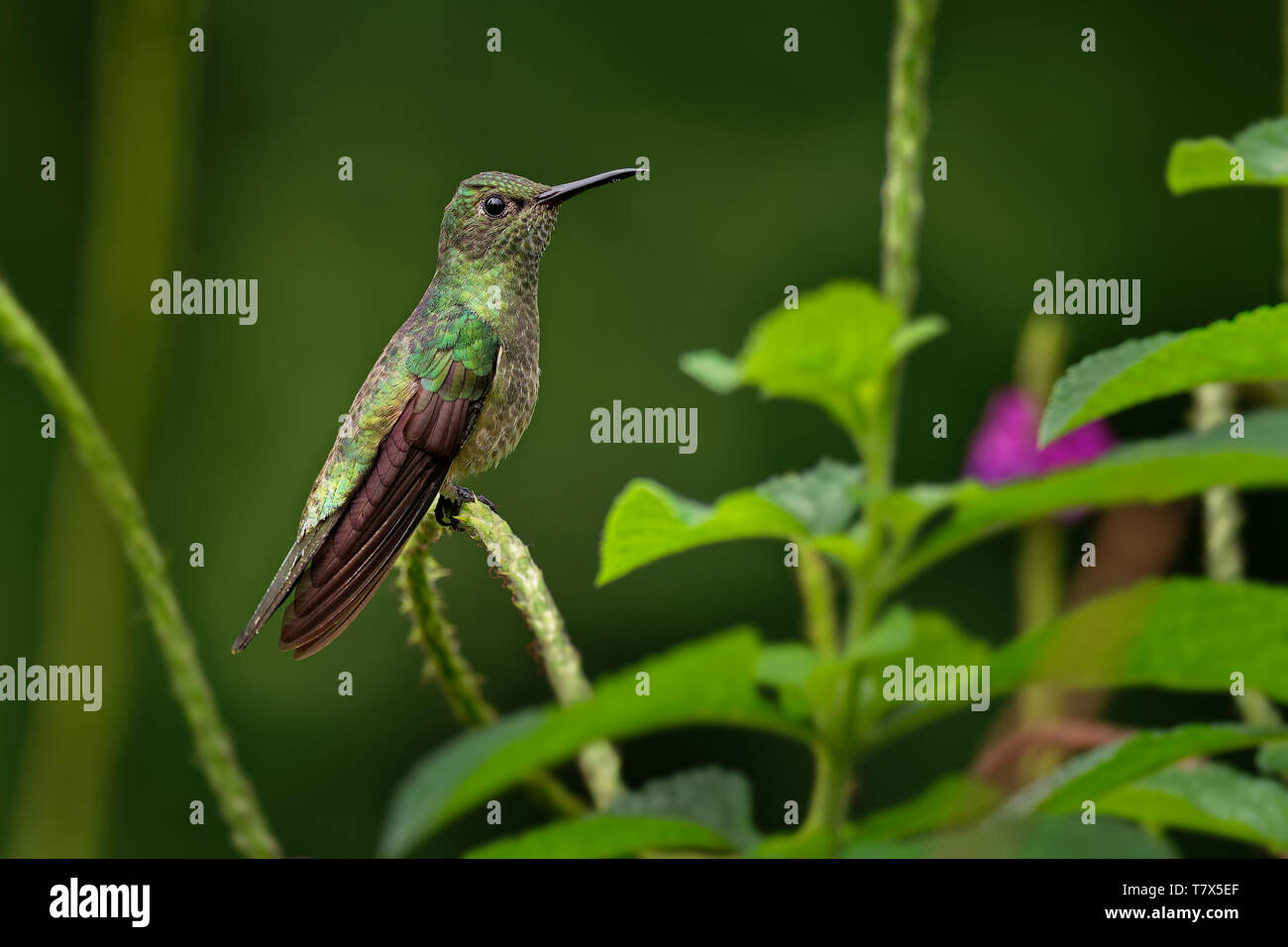Rufous-tailed Hummingbird - Amazilia tzacatl medie hummingbird, dal Messico, Colombia, Venezuela e l'Ecuador in Perù. Foto Stock