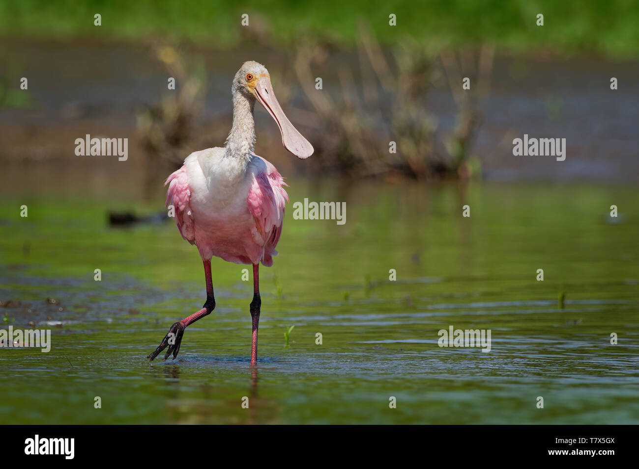 Roseate Spoonbill - Platalea ajaja gregaria trampolieri dell'ibis e la spatola la famiglia Threskiornithidae. Allevatore residente in Sud America e ho Foto Stock