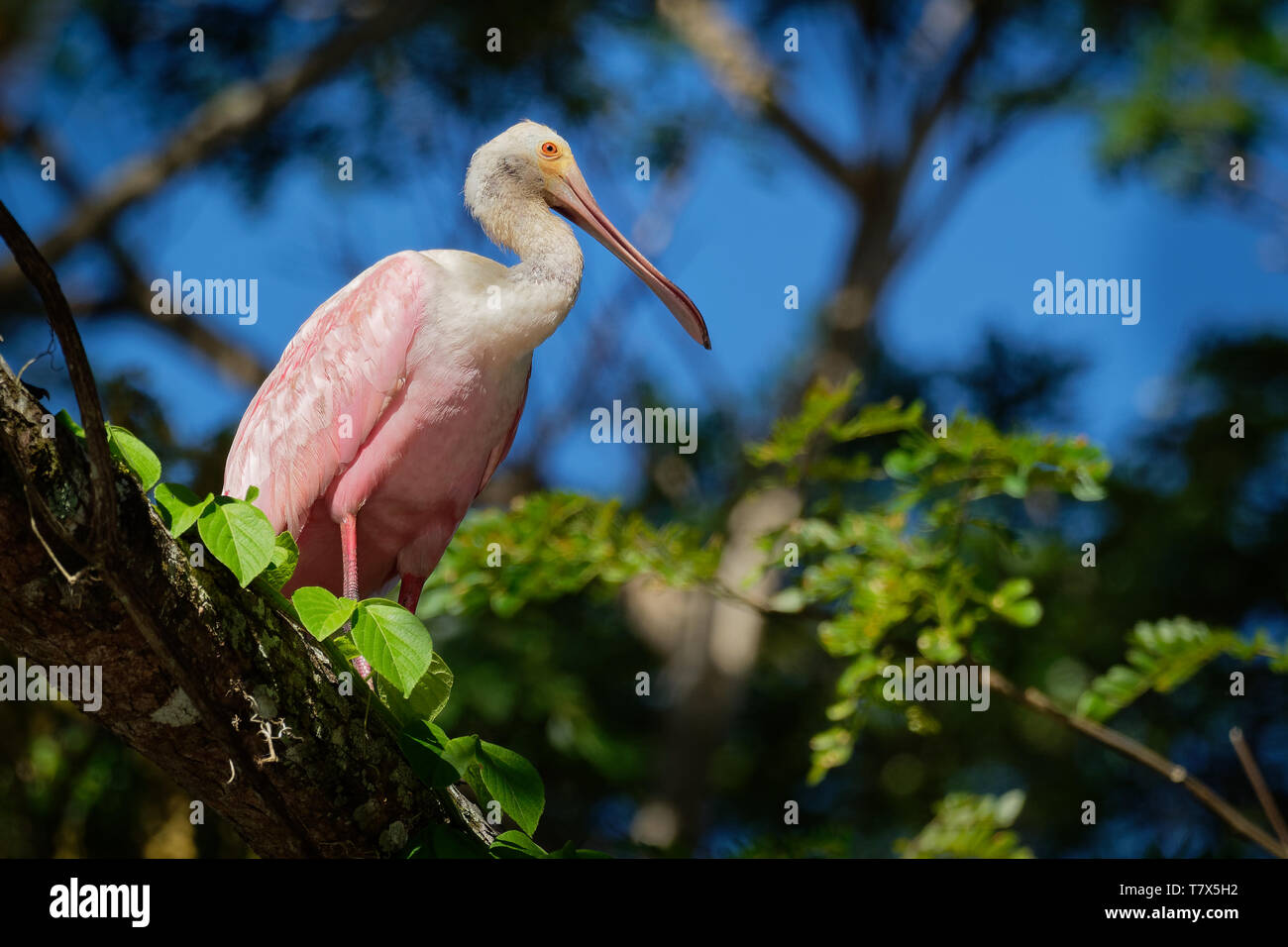 Roseate Spoonbill - Platalea ajaja gregaria rosa trampolieri dell'ibis e la spatola la famiglia Threskiornithidae. Allevatore residente in Sud America Foto Stock