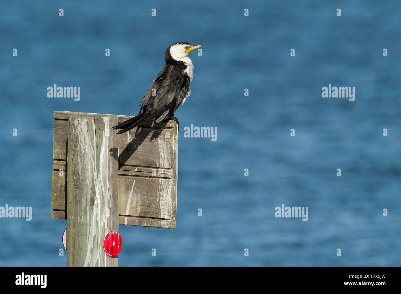 Poco pied cormorano, poco shag o kawaupaka (Microcarbo melanoleucos) essiccare le sue ali sopra l'acqua, Australia Foto Stock