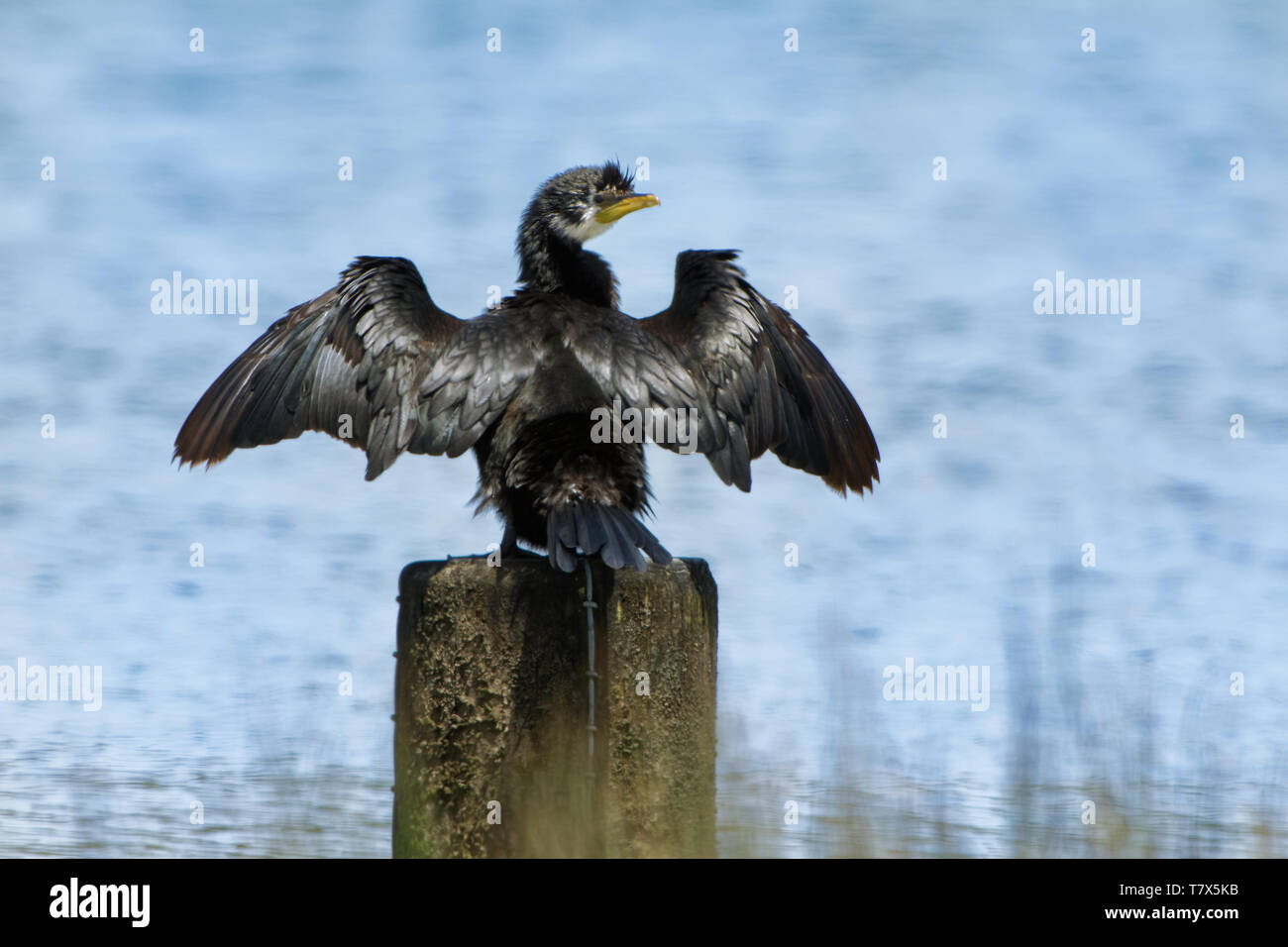 Poco Shag (Piccolo Pied Cormorant) - Microcarbo (Phalacrocorax) melanoleucos - kawaupaka asciugando le sue ali e piume dopo il mare la caccia. Austral Foto Stock