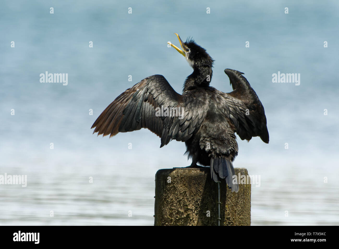 Poco Shag (Piccolo Pied Cormorant) - Microcarbo (Phalacrocorax) melanoleucos - kawaupaka asciugando le sue ali e piume dopo il mare la caccia. Austral Foto Stock