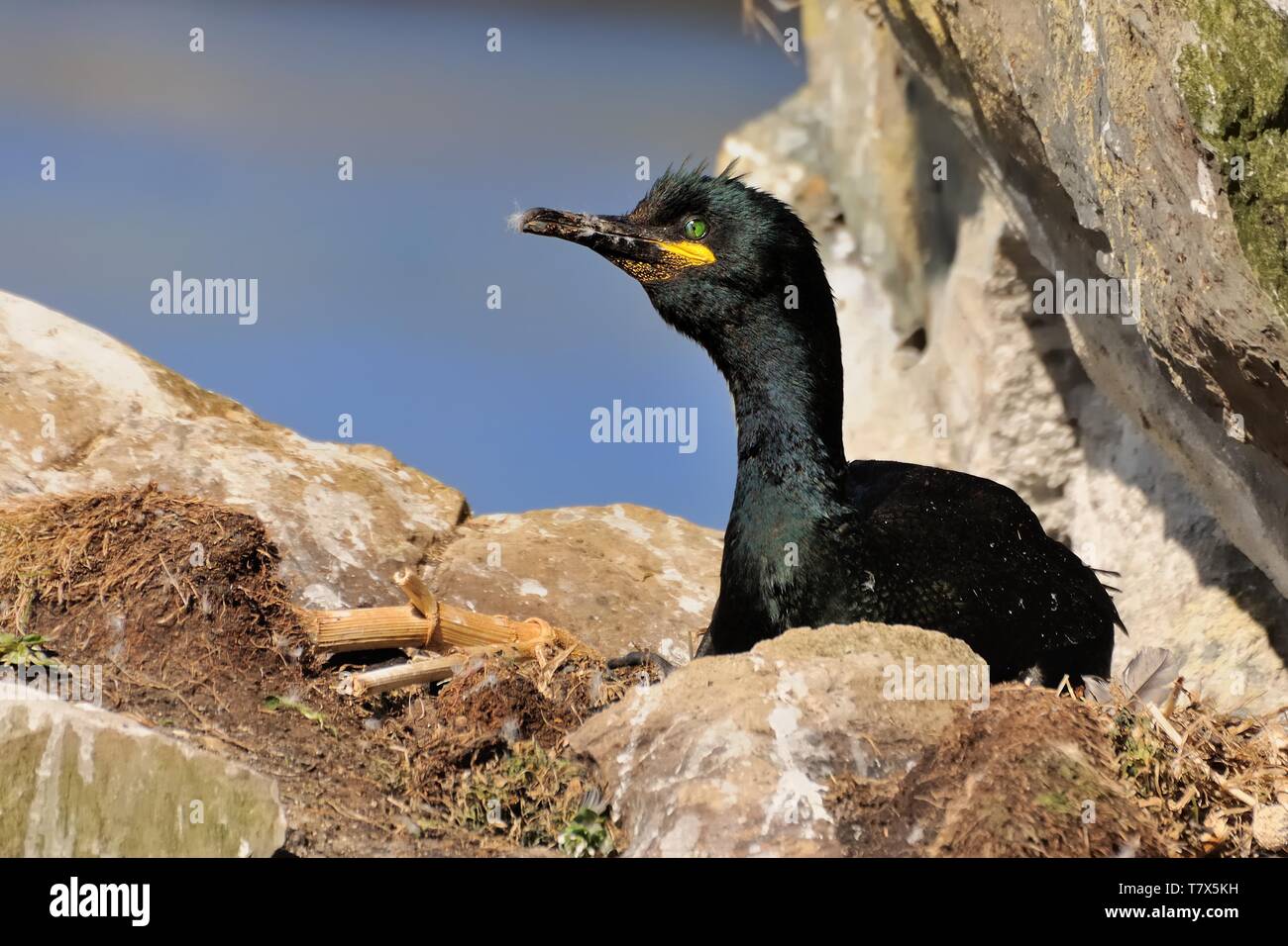 Marangone dal Ciuffo - Phalacrocorax aristotelis è una specie di cormorano. Razze it intorno alle coste rocciose dell Europa occidentale e nel sud, sud-ovest Asia Foto Stock