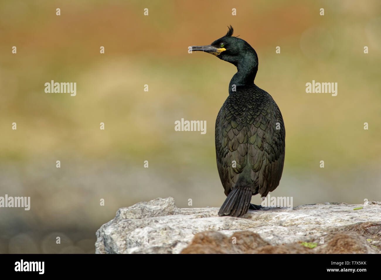 Marangone dal Ciuffo - Phalacrocorax aristotelis è una specie di cormorano. Razze it intorno alle coste rocciose dell Europa occidentale e nel sud, sud-ovest Asia Foto Stock