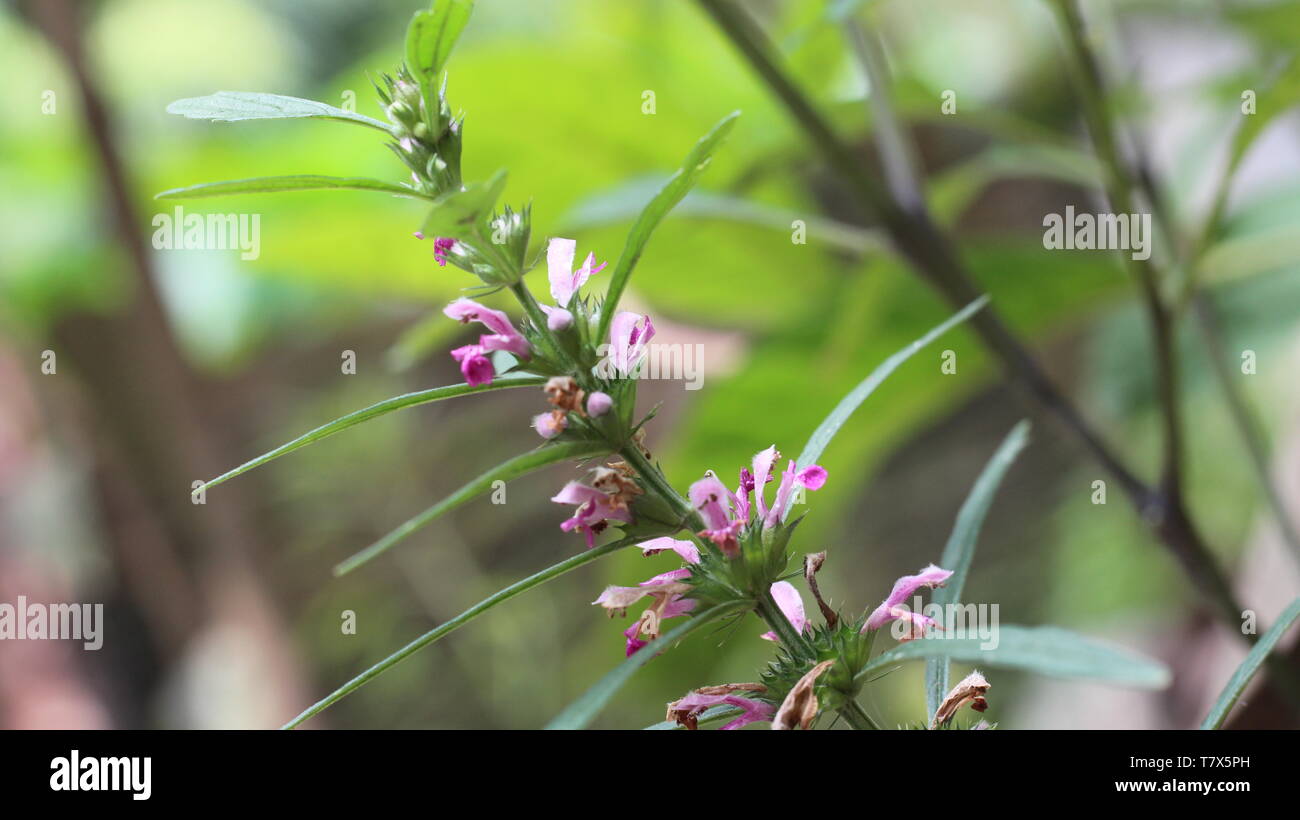Naturale sfondo foto Foto Stock
