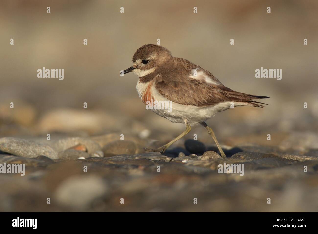 Charadrius bicinctus - Nastrare dotterel - tuturiwhatu sulla spiaggia in Nuova Zelanda Foto Stock