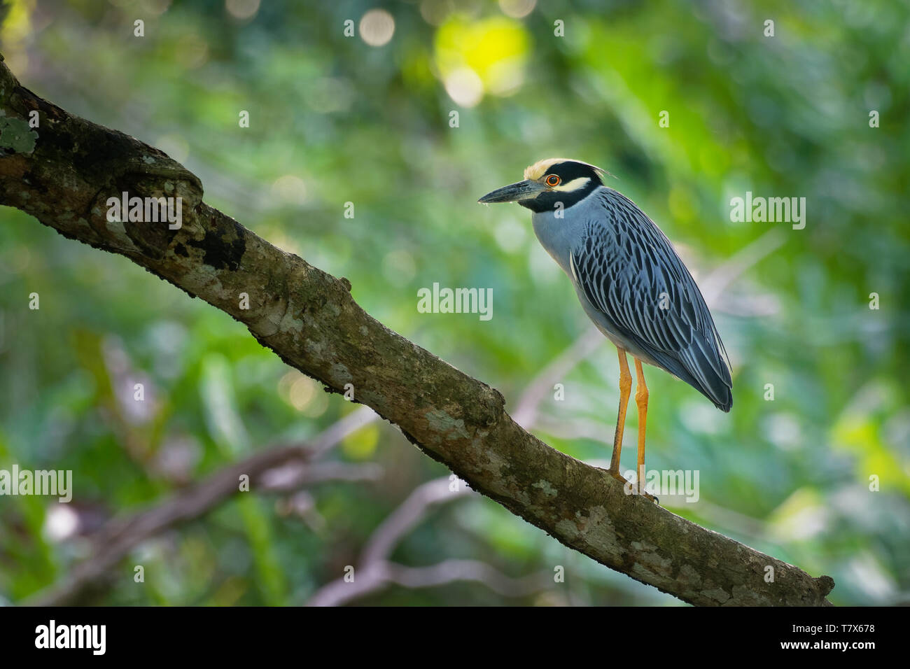 Giallo-incoronato Night-Heron - Nyctanassa violacea è specie di nitticore trovati nelle Americhe, noto come Bihoreau Violacé in francese e il Ped Foto Stock