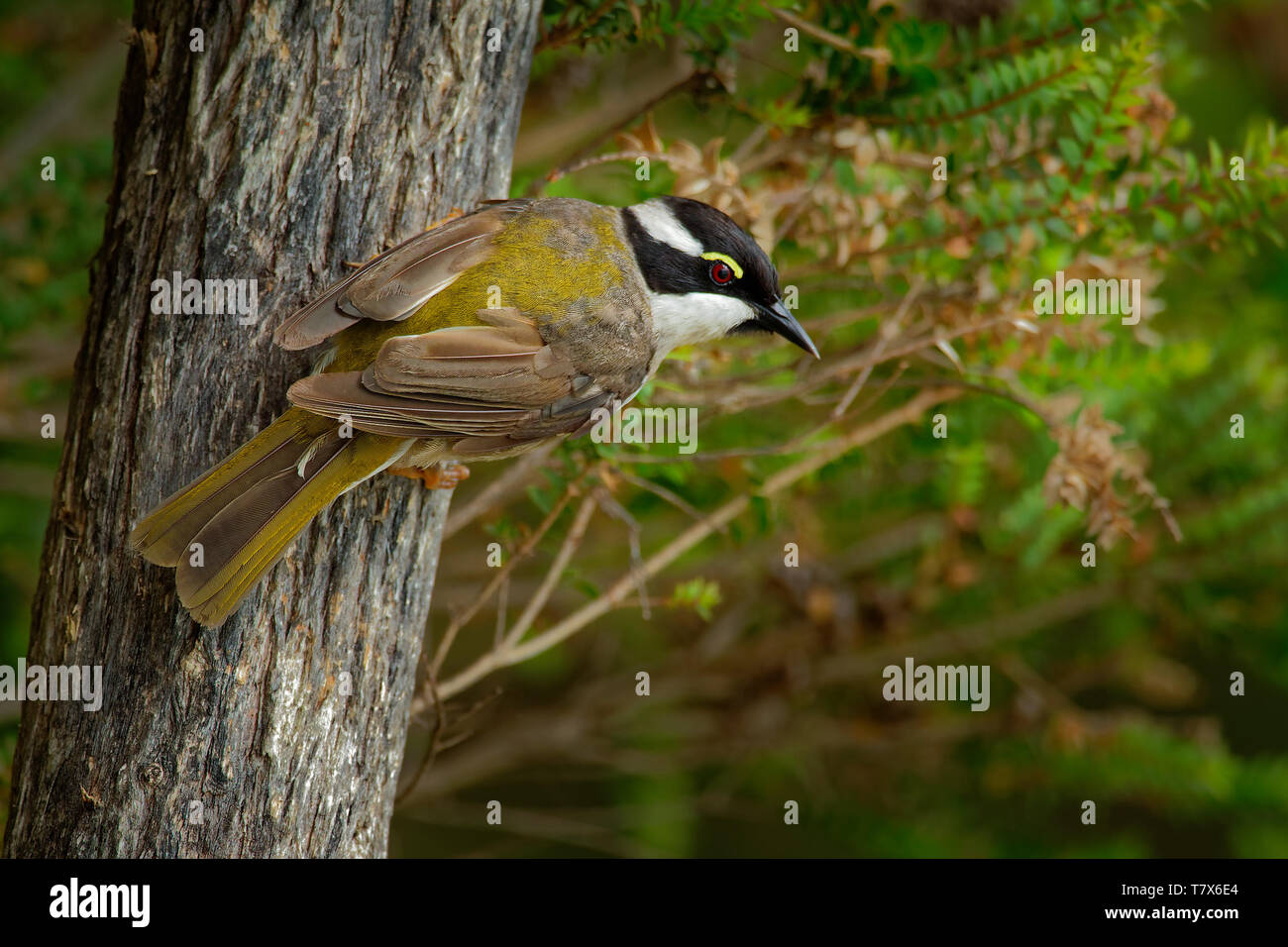 Melithreptus validirostris - Strong-fatturati Honeyeater seduta sul ramo di forrest os Australia, pioggia, pioggia Foto Stock