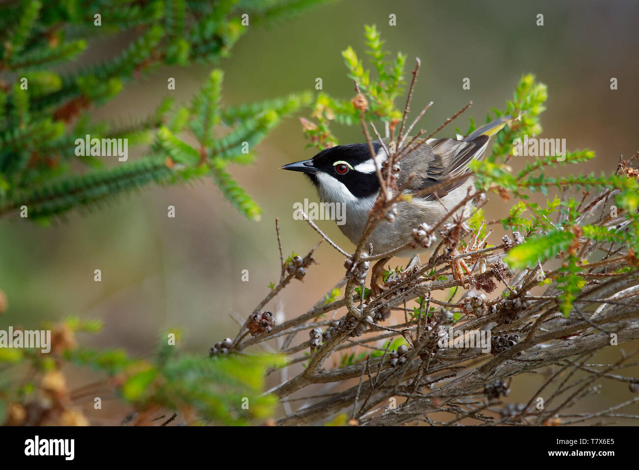 Melithreptus validirostris - Strong-fatturati Honeyeater seduta sul ramo di forrest os Australia, pioggia, pioggia Foto Stock