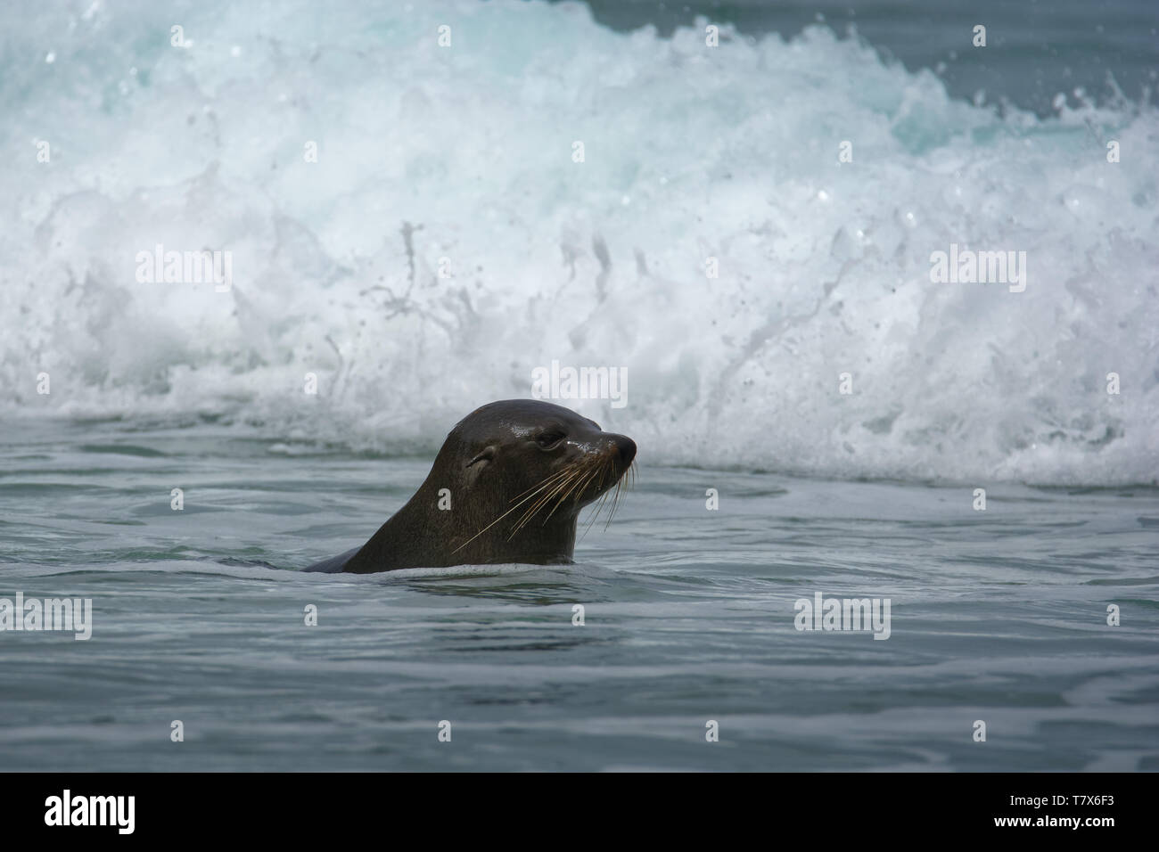 Nuova Zelanda pelliccia sigillo - Arctocephalus forsteri - kekeno youngster (baby tenuta) nuotare nella baia in Nuova Zelanda. Foto Stock