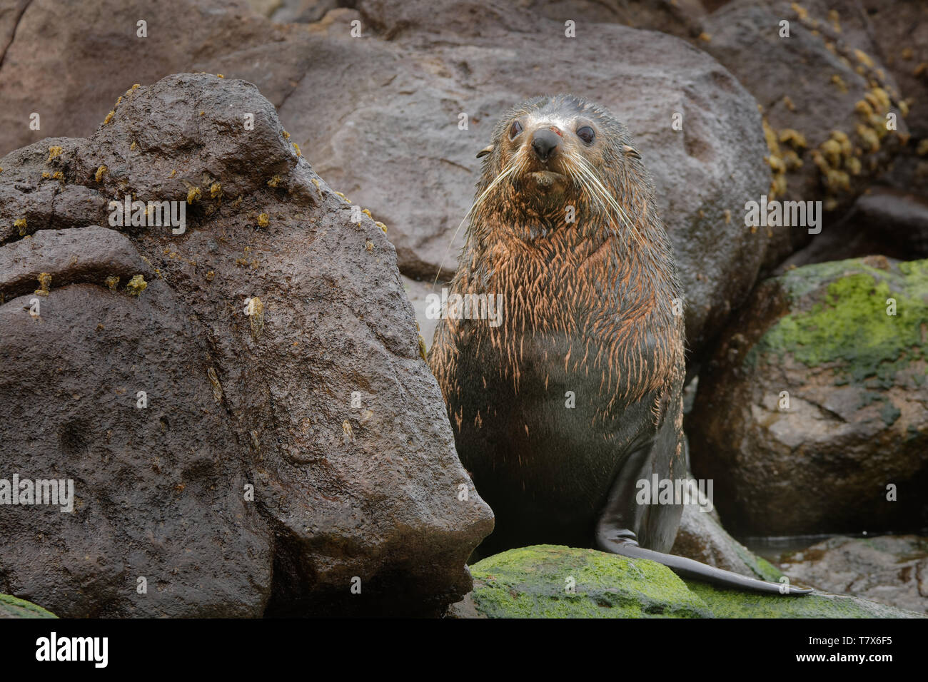 Nuova Zelanda pelliccia sigillo - Arctocephalus forsteri - kekeno sdraiato sulla spiaggia rocciosa nella baia in Nuova Zelanda. Foto Stock