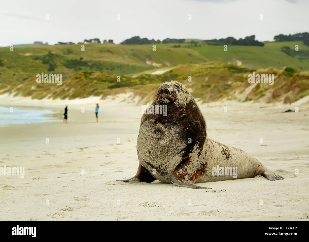 Nuova Zelanda sea lion - Phocarctos hookeri - whakahao sdraiato sulla spiaggia sabbiosa della baia in Nuova Zelanda Foto Stock