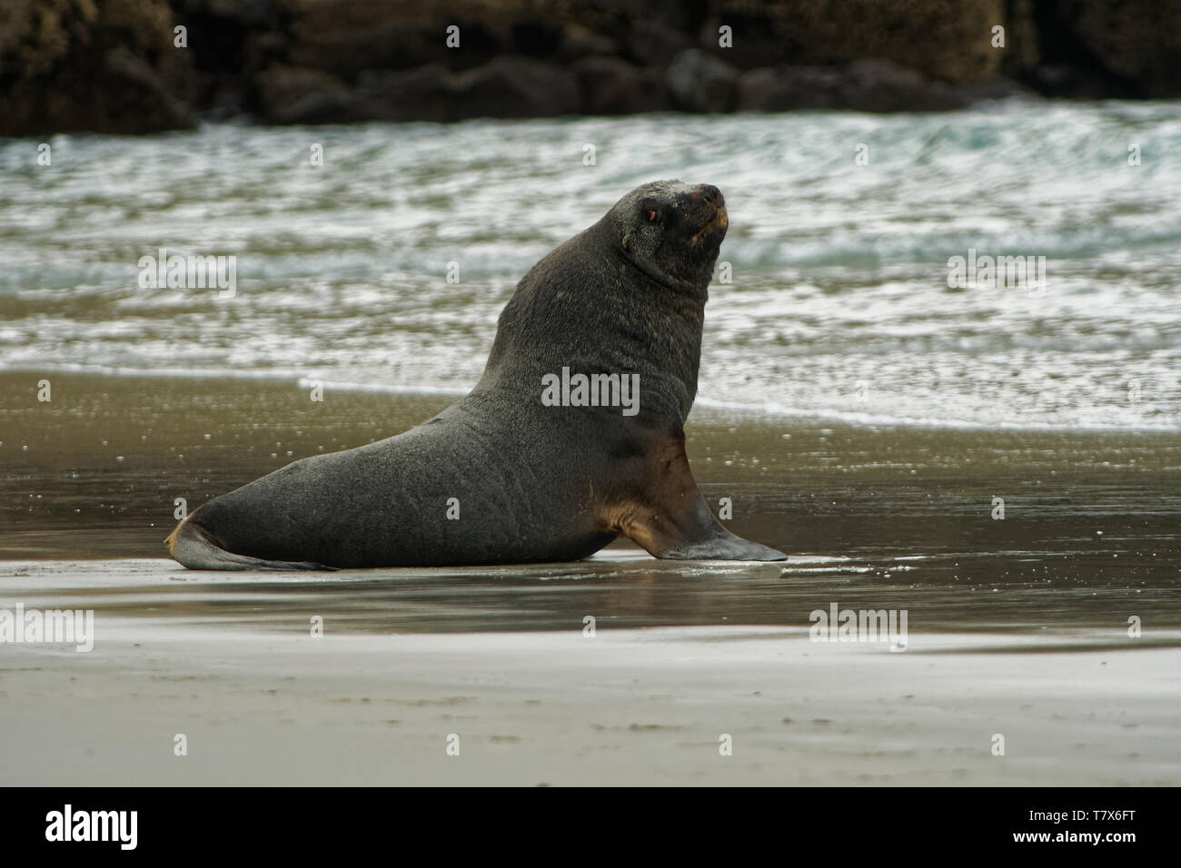 Nuova Zelanda sea lion - Phocarctos hookeri - whakahao sdraiato sulla spiaggia sabbiosa della baia in Nuova Zelanda. Foto Stock