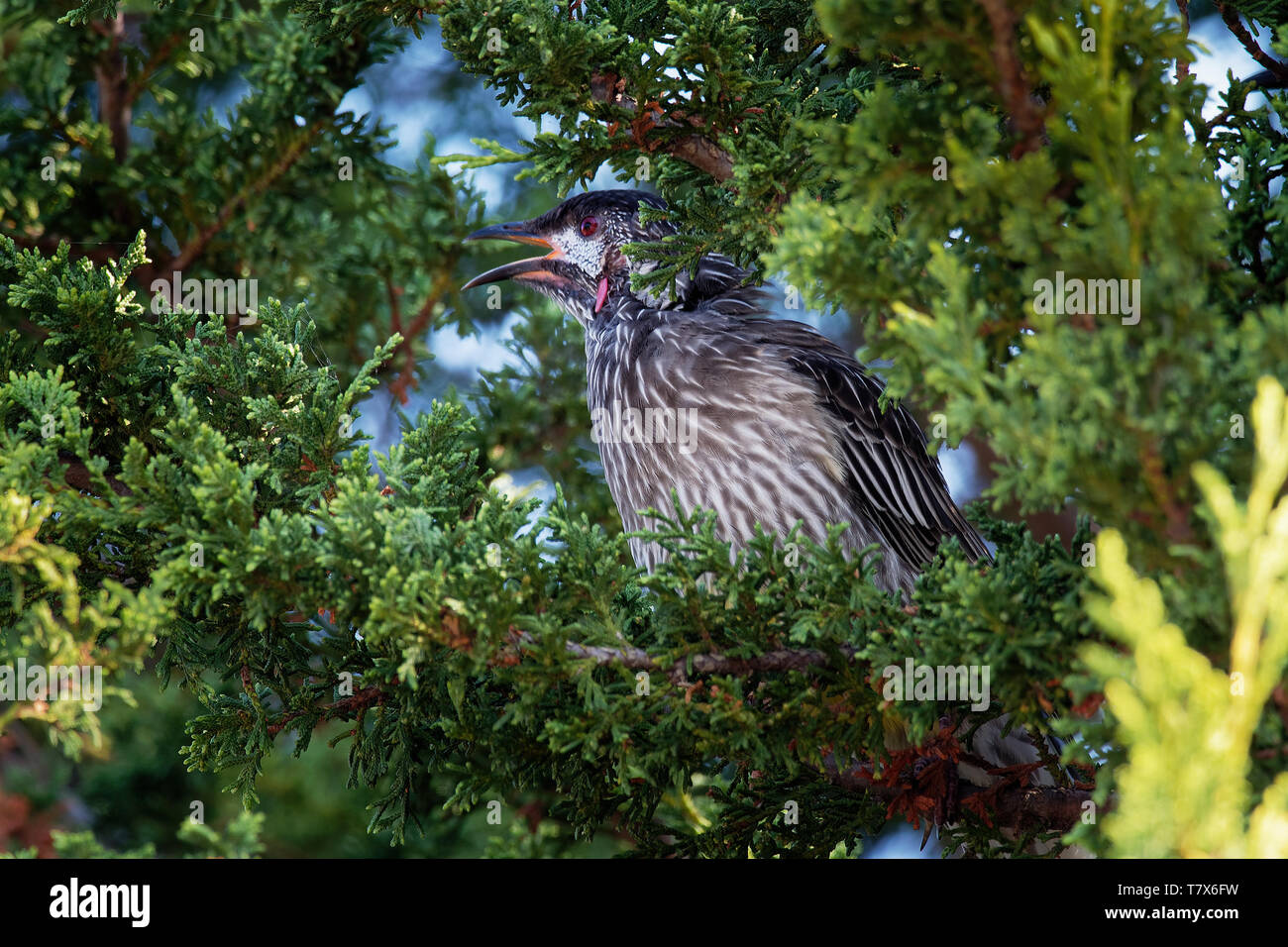 Rosso - Wattlebird Anthochaera carunculata è un uccello passerine nativa per l'Australia meridionale. Foto Stock