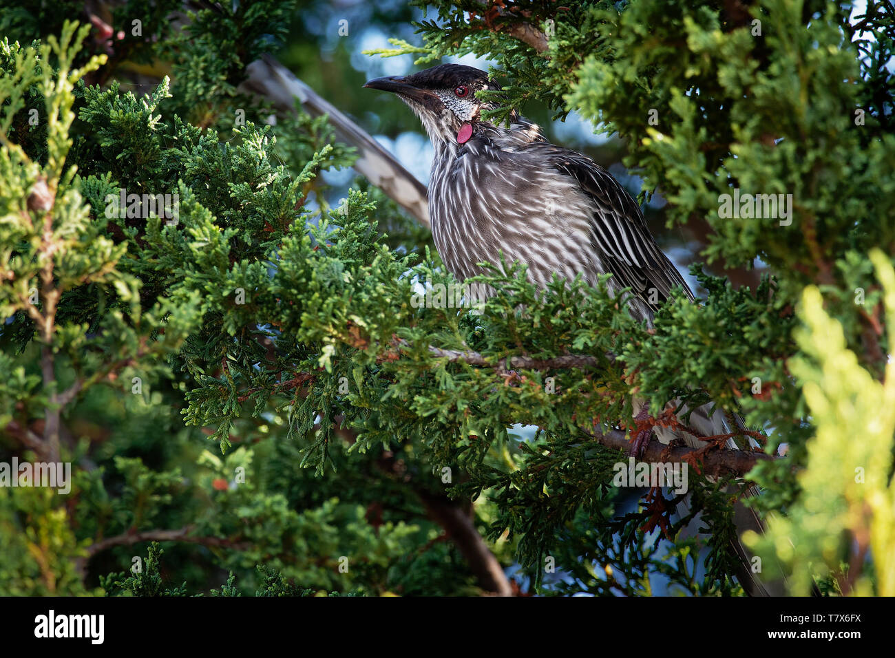 Rosso - Wattlebird Anthochaera carunculata è un uccello passerine nativa per l'Australia meridionale. Foto Stock