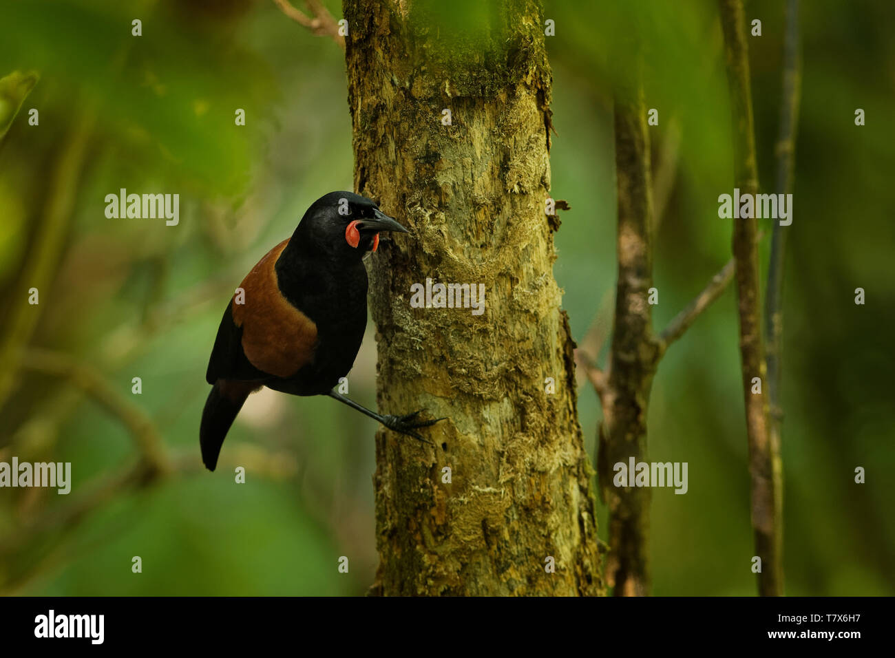 Il canto di Isola del nord a doppio spiovente - Philesturnus rufusater - tieke uccello endemico in Nuova Zelanda Foresta. Foto Stock
