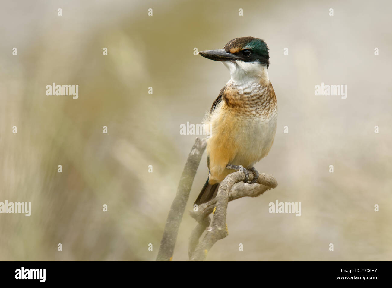 Todiramphus sanctus - Sacro kingfisher - kotare piccolo kingfisher dalla Nuova Zelanda, Thailandia, in Asia. A caccia di granchi, rane, pesce in bassa marea. Foto Stock