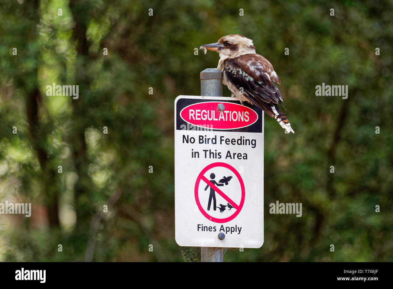 Dacelo novaeguineae - Ridere Kookaburra big kingfisher seduta sul segno "Nessuna alimentazione di uccelli' in verde forrest in Tasmania, Australia. Foto Stock