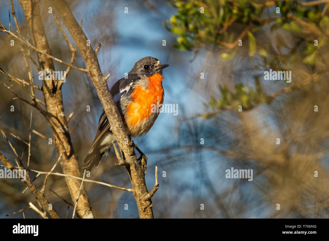 Fiamma Robin - Petroica phoenicea - australian vivacemente rosso piccolo uccello della canzone, la Tasmania, sud ed est dell'Australia. Foto Stock