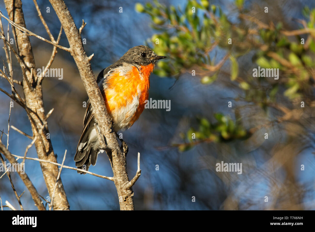Fiamma Robin - Petroica phoenicea - australian vivacemente rosso piccolo uccello della canzone, la Tasmania, sud ed est dell'Australia. Foto Stock
