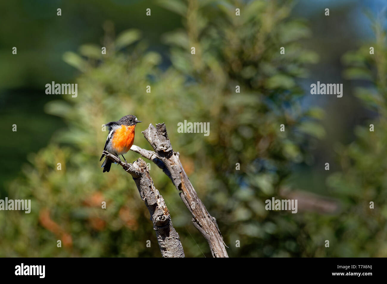Fiamma Robin - Petroica phoenicea - australian vivacemente rosso piccolo uccello della canzone, la Tasmania, sud ed est dell'Australia. Foto Stock