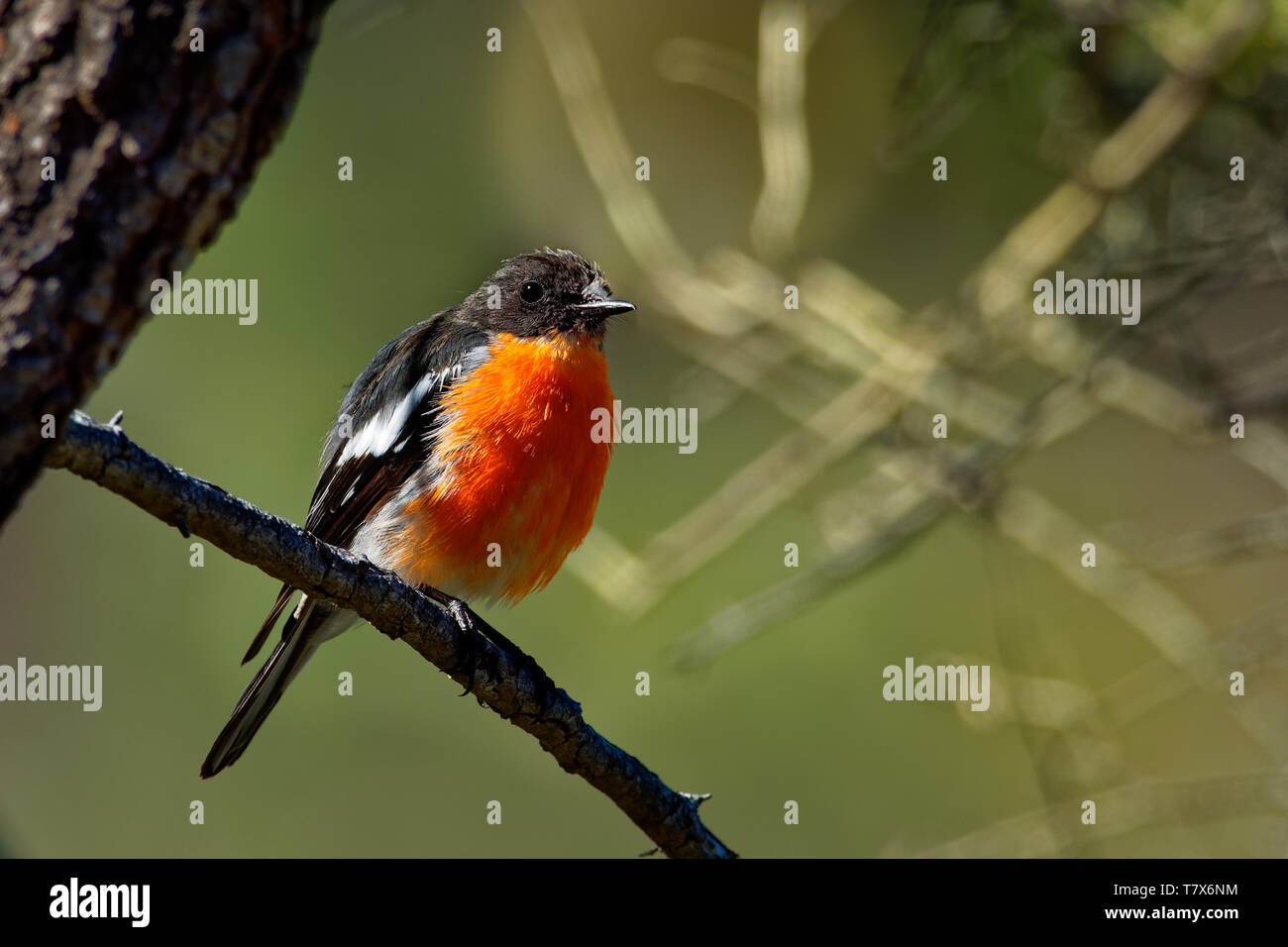 Fiamma Robin - Petroica phoenicea - australian vivacemente rosso piccolo uccello della canzone, la Tasmania, sud ed est dell'Australia. Foto Stock