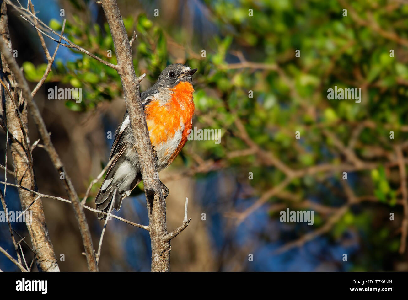 Fiamma Robin - Petroica phoenicea - australian vivacemente rosso piccolo uccello della canzone, la Tasmania, sud ed est dell'Australia. Foto Stock