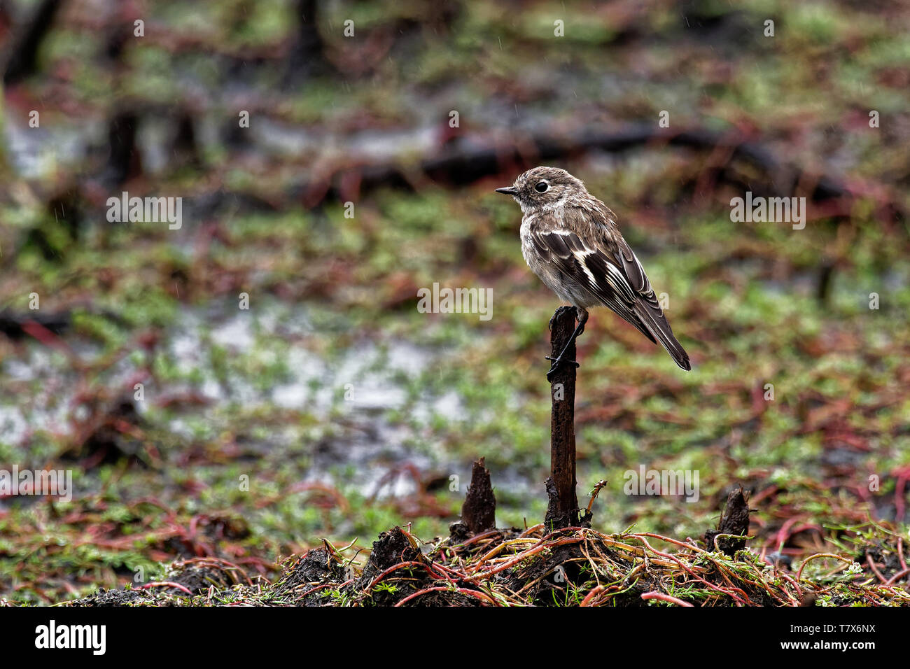 Dusky Robin - Melanodryas vittata canzone endemica uccello dalla Tasmania, Australia, sotto la pioggia. Foto Stock