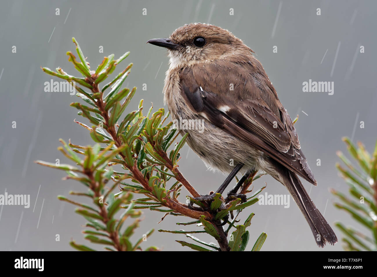 Dusky Robin - Melanodryas vittata canzone endemica uccello dalla Tasmania, Australia, sotto la pioggia. Foto Stock