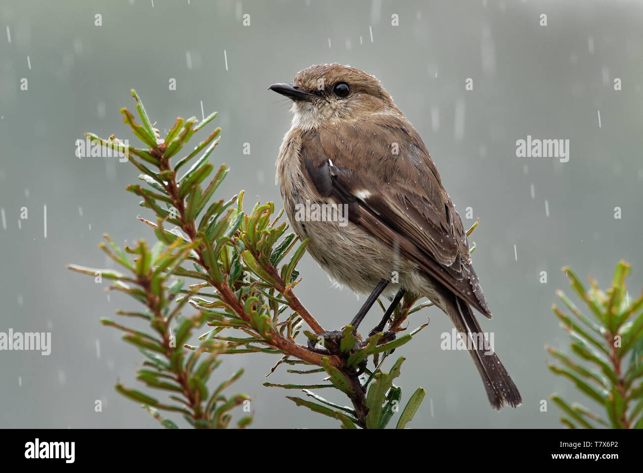 Dusky Robin - Melanodryas vittata canzone endemica uccello dalla Tasmania, Australia, sotto la pioggia. Foto Stock