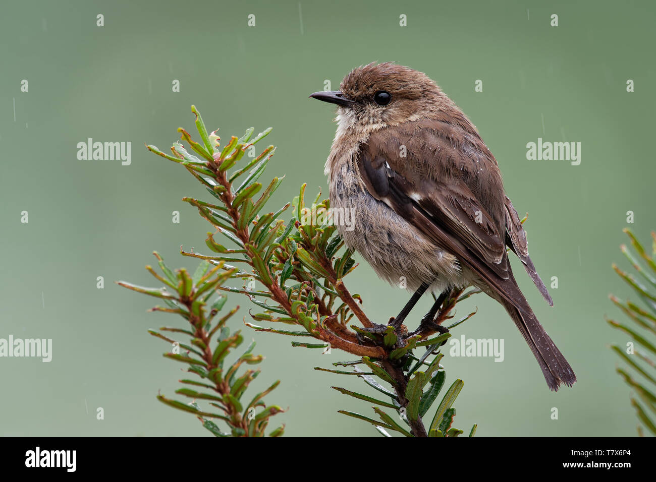 Dusky Robin - Melanodryas vittata canzone endemica uccello dalla Tasmania, Australia, sotto la pioggia. Foto Stock