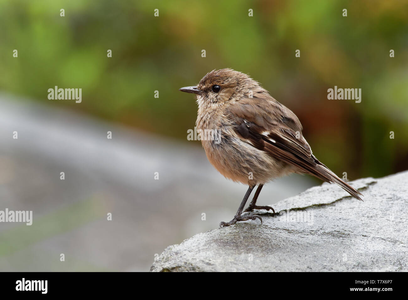 Dusky Robin - Melanodryas vittata canzone endemica uccello dalla Tasmania, Australia, sotto la pioggia. Foto Stock