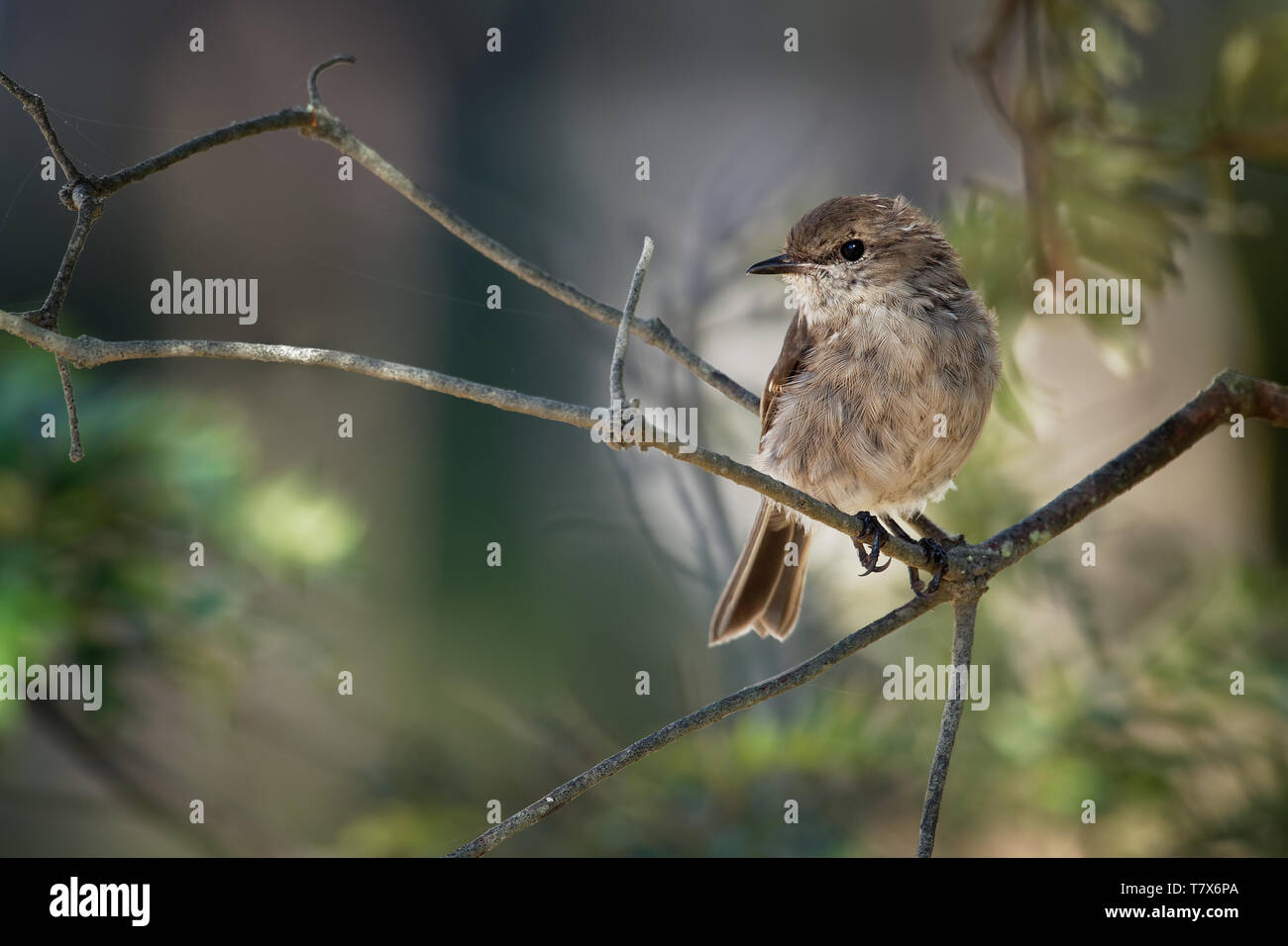 Dusky Robin - Melanodryas vittata canzone endemica uccello dalla Tasmania, Australia, nella boccola. Foto Stock