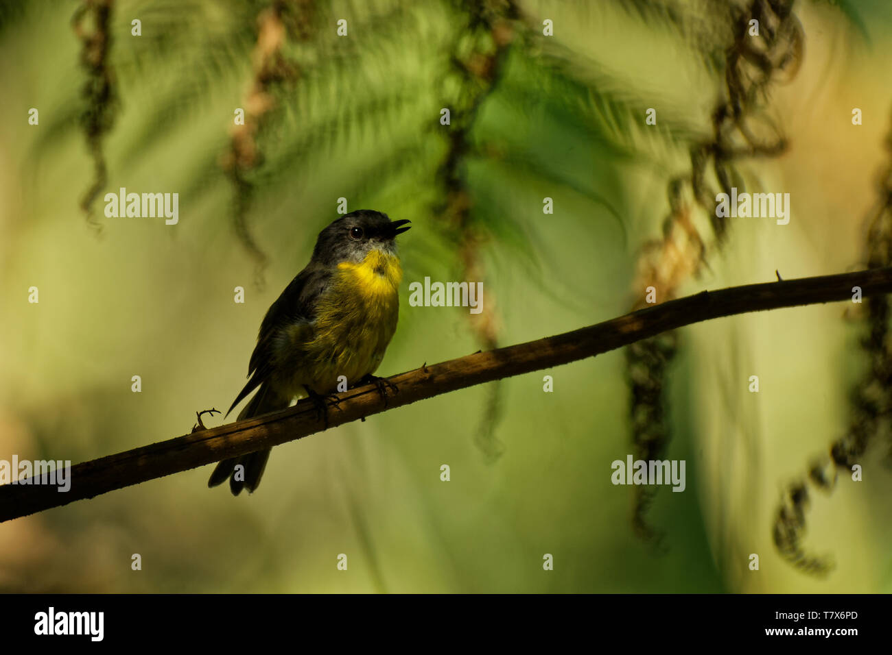 Giallo orientale Robin - Eopsaltria australis - australian vivacemente giallo canzone piccolo uccello, sud ed est dell'Australia. Foto Stock