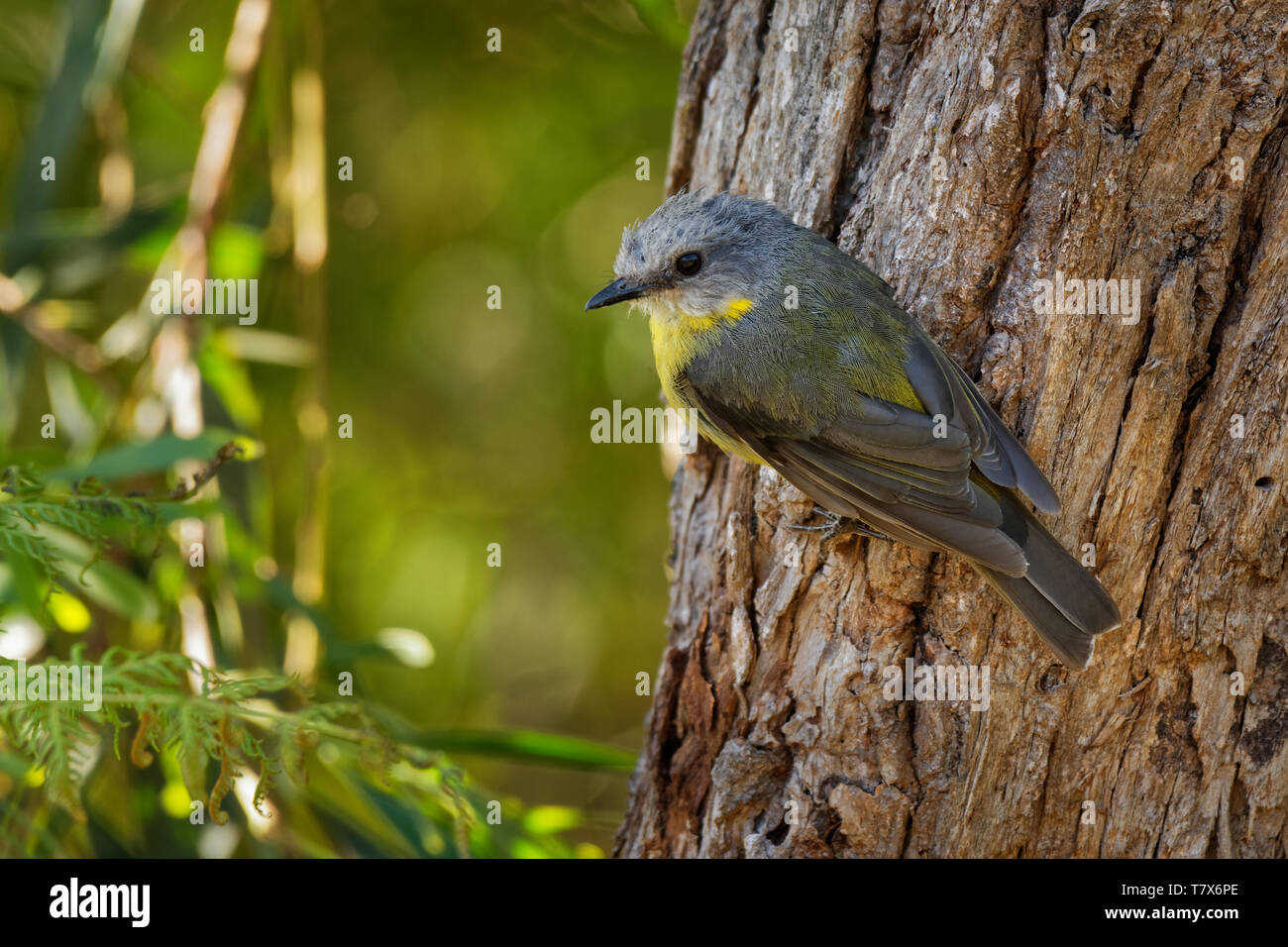 Giallo orientale Robin - Eopsaltria australis - australian vivacemente giallo canzone piccolo uccello, sud ed est dell'Australia. Foto Stock