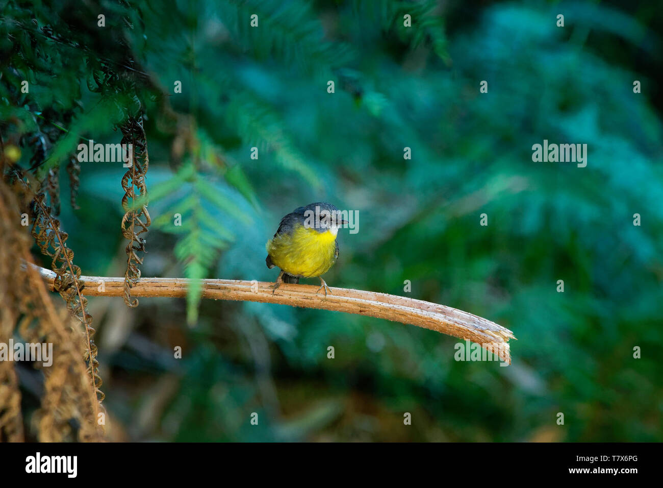 Giallo orientale Robin - Eopsaltria australis - australian vivacemente giallo canzone piccolo uccello, sud ed est dell'Australia. Foto Stock