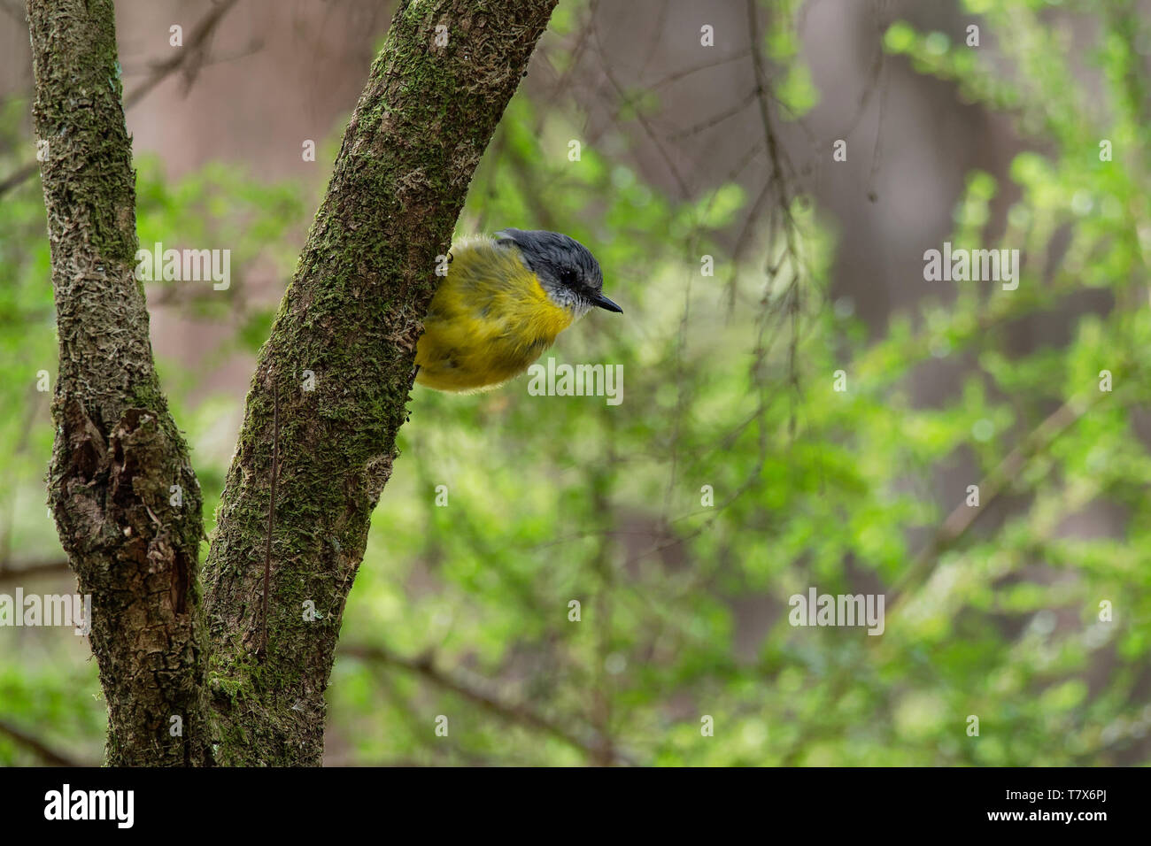 Giallo orientale Robin - Eopsaltria australis - australian vivacemente giallo canzone piccolo uccello, sud ed est dell'Australia. Foto Stock