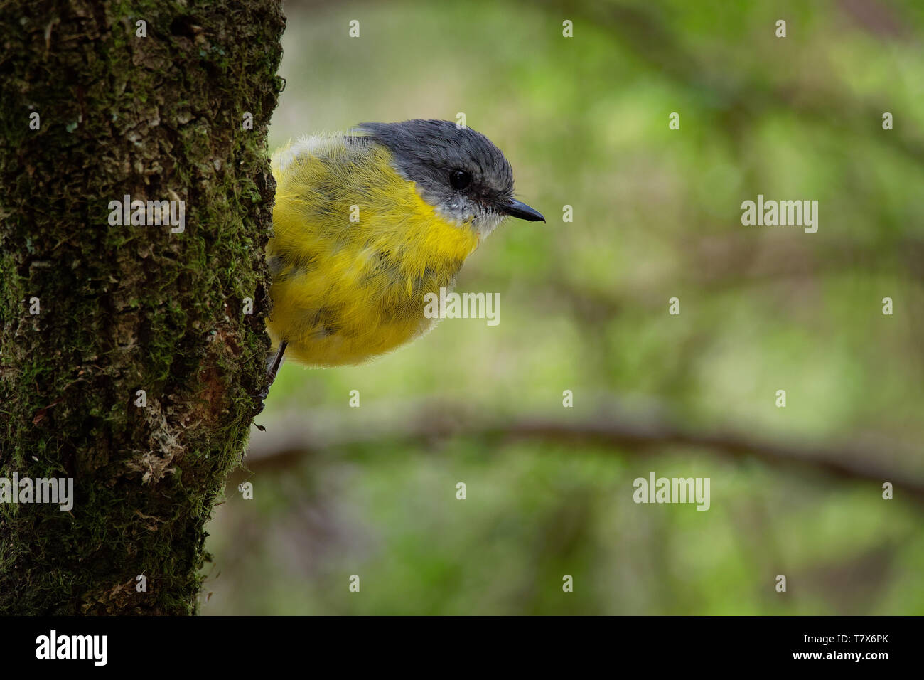 Giallo orientale Robin - Eopsaltria australis - australian vivacemente giallo canzone piccolo uccello, sud ed est dell'Australia. Foto Stock