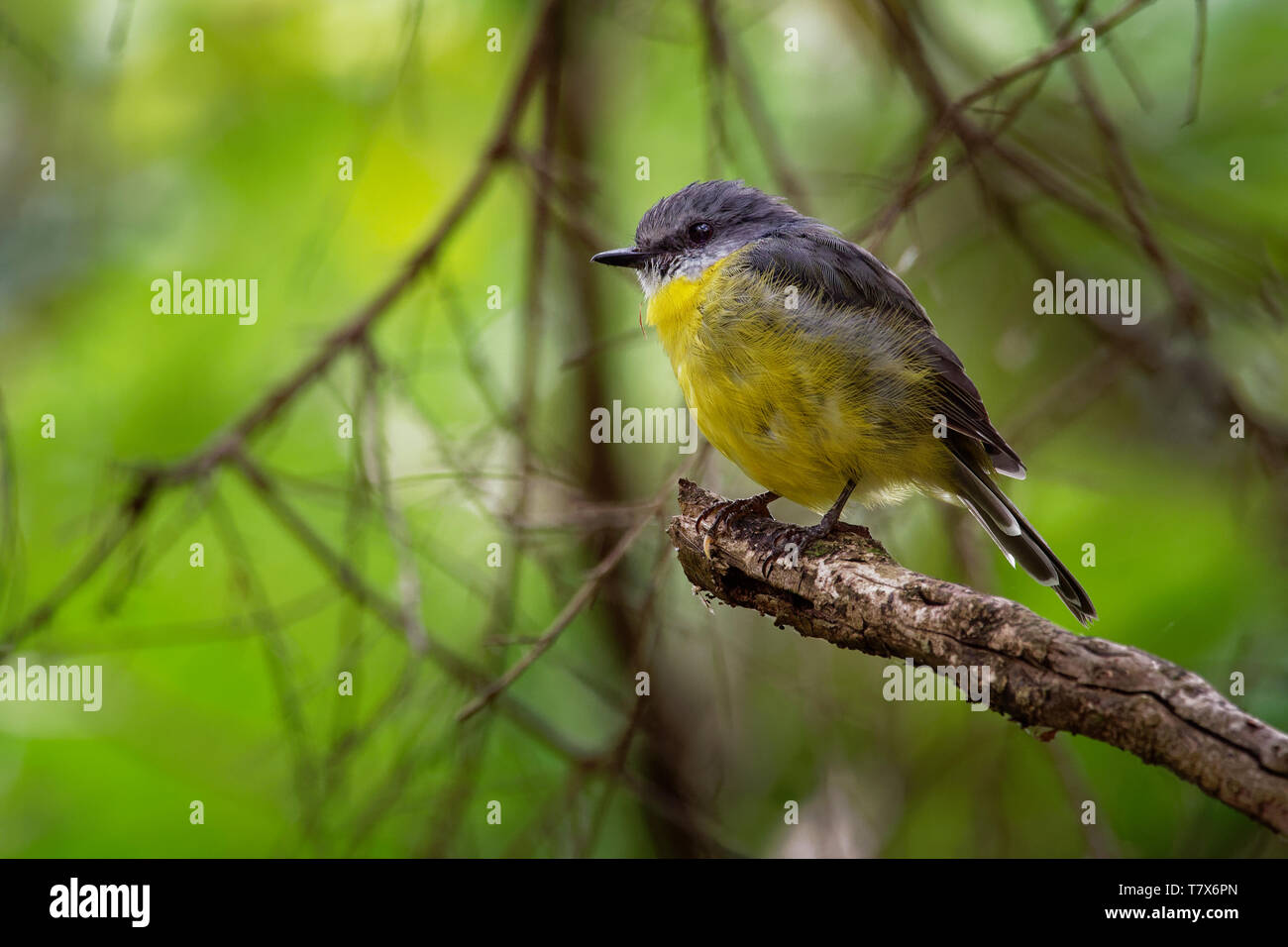 Giallo orientale Robin - Eopsaltria australis - australian vivacemente giallo canzone piccolo uccello, sud ed est dell'Australia. Foto Stock