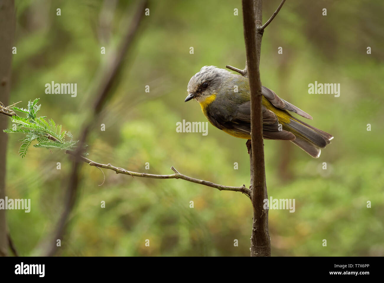 Giallo orientale Robin - Eopsaltria australis - australian vivacemente giallo canzone piccolo uccello, sud ed est dell'Australia. Foto Stock